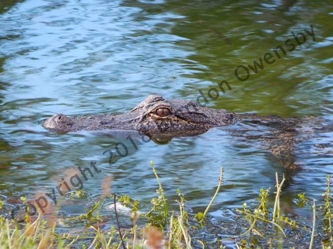 Alligator - Outside Jacksonville, FL