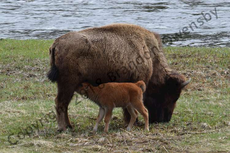 Mama Bison with "Red Dog" Bison Calf - Yellowstone National Park