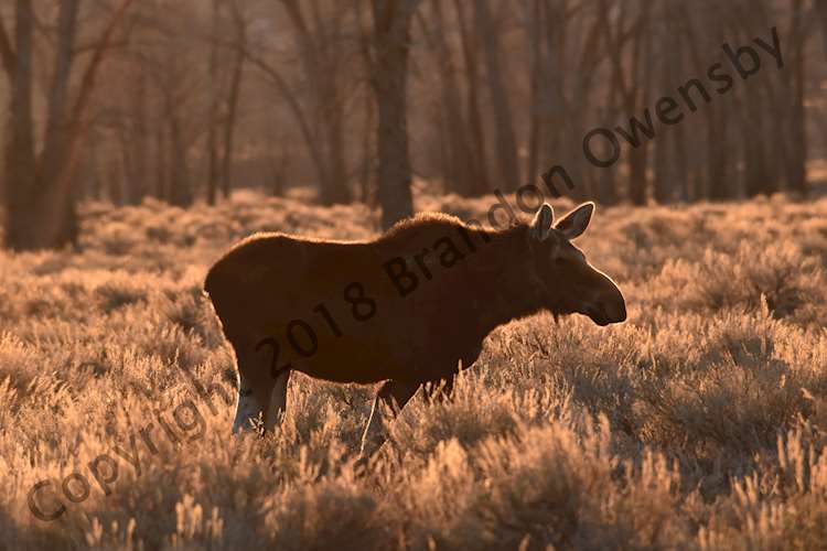 Moose - Grand Teton National Park, Jackson Hole, WY