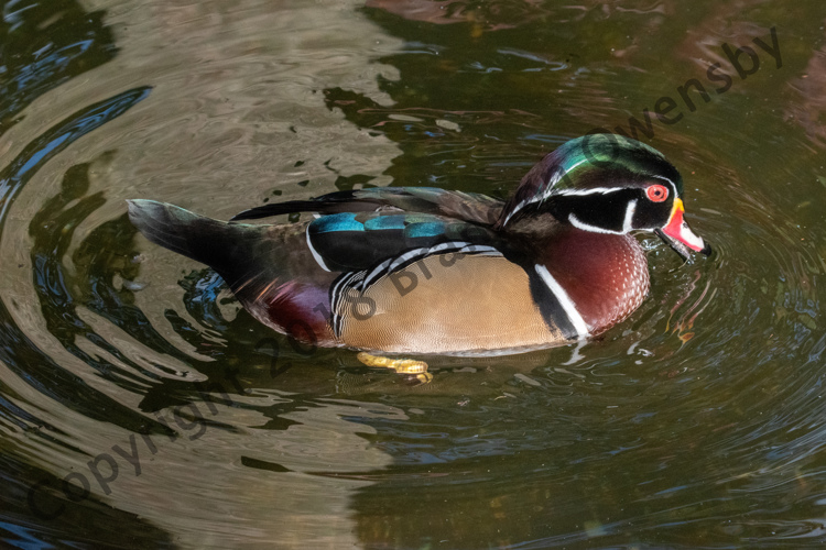 Wood Duck - St. Augustine, FL