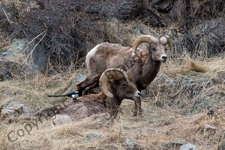 Big Horn Sheep with a Blue Birds - Estes Park, CO