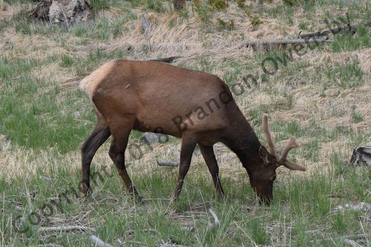 Bull Elk - Rocky Mountain National Park