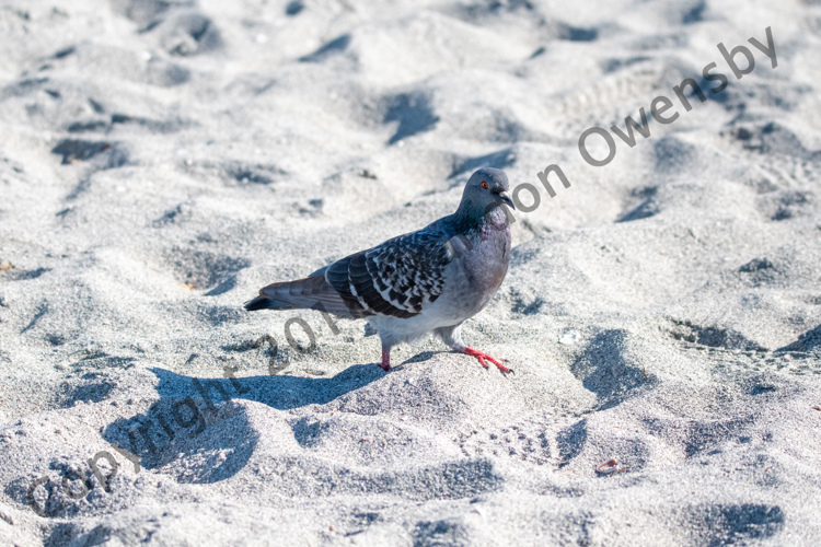 Pigeon - Venice Beach, FL