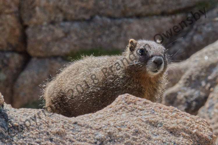 Marmot - Rocky Mountain National Park