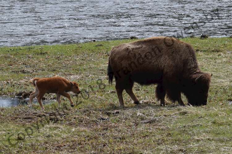 Mama Bison with "Red Dog" Bison Calf - Yellowstone National Park