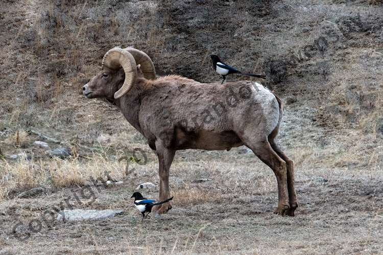 Big Horn Sheep with Blue Birds - Estes Park, CO