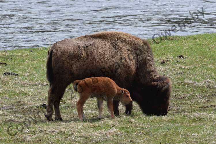 Mama Bison with "Red Dog" Bison Calf - Yellowstone National Park