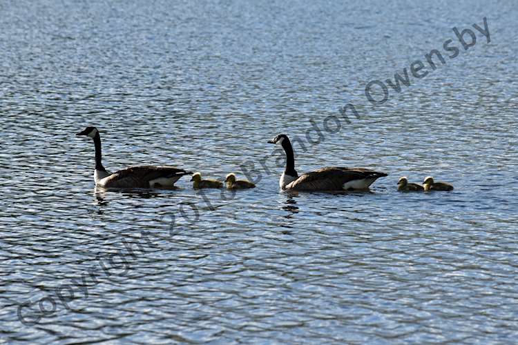 Geese and gosling at Flatiron Reservoir