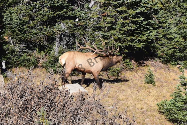 Bull Elk Bugling - Rocky Mountain National Park