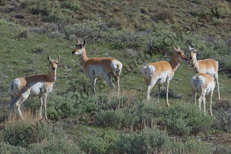 Pronghorn - Wyoming